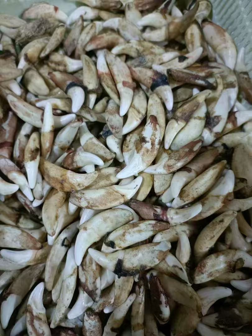 云南纯正黑狗牙批发零卖规格2.5cm-6cm，包真，地址新泰市，电话微信:188